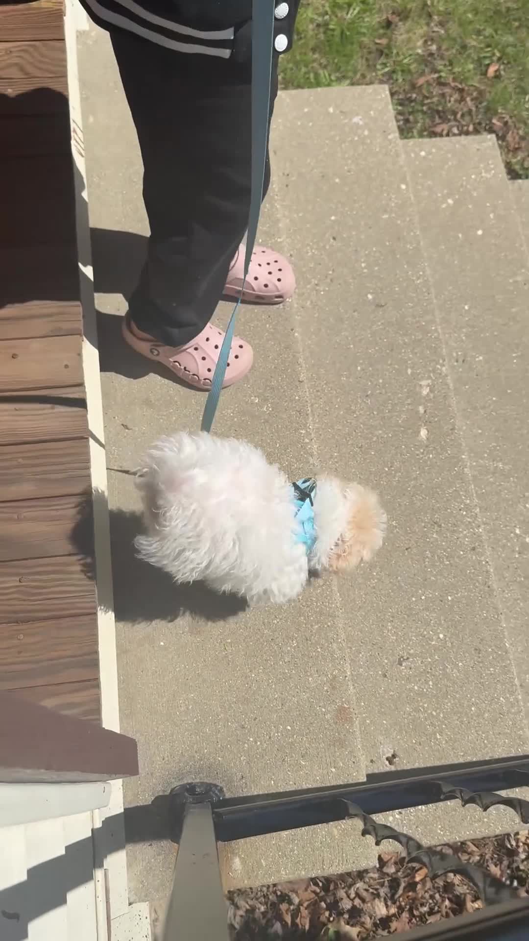 Teddy Bear dogs for sale: Teddy Bear Puppy 1 - Video 1