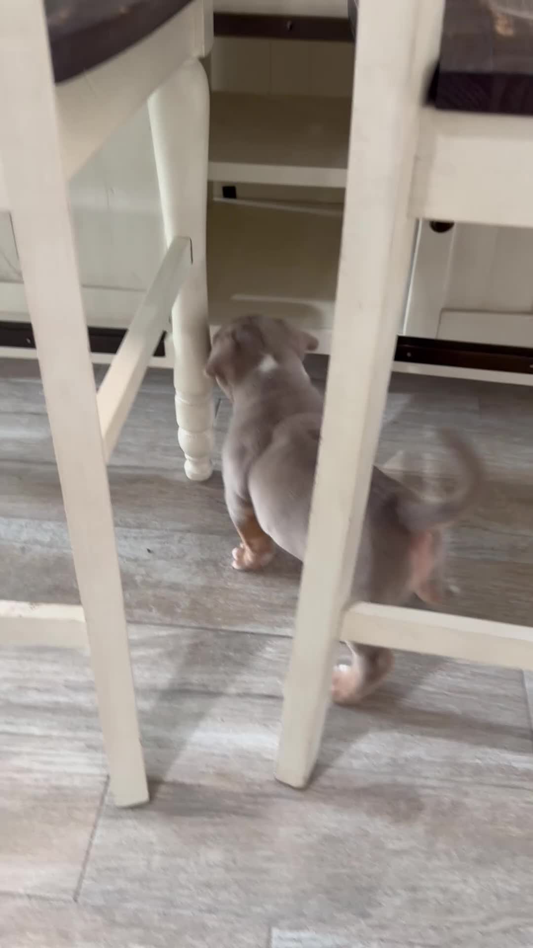 American Bully dogs for sale: American Bully Puppy 4 - Video 3