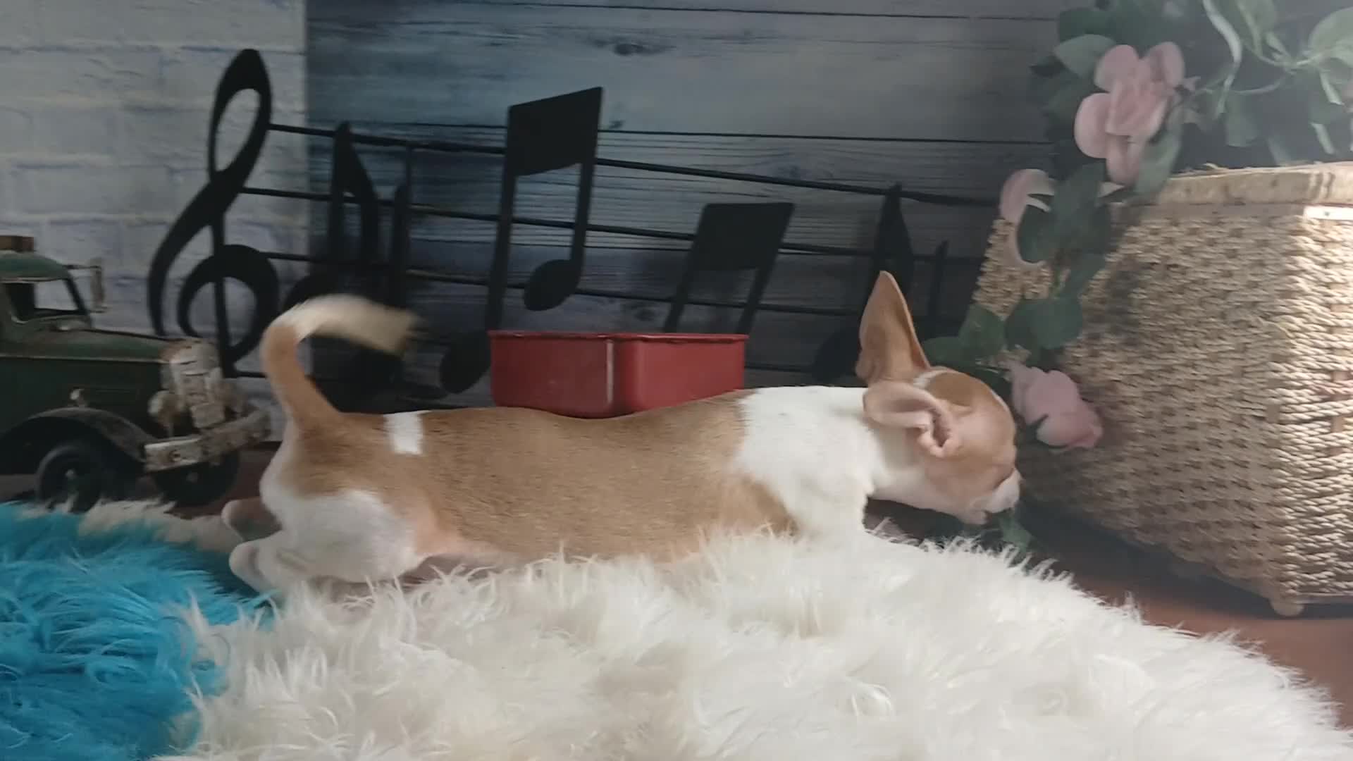 Chihuahua dogs for sale: Male teacup chihuahua.  Hand Delivery  - Video 1