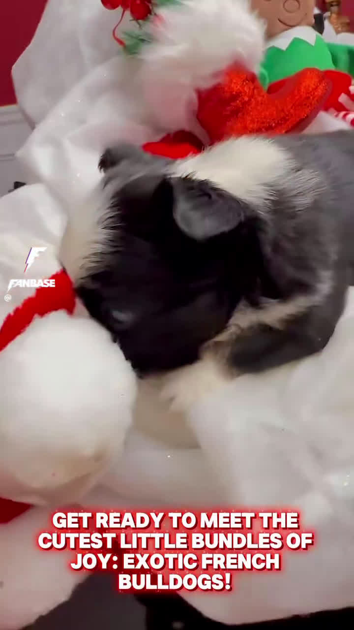 French Bulldog dogs for sale: French Bulldog Puppy 1 - Video 1