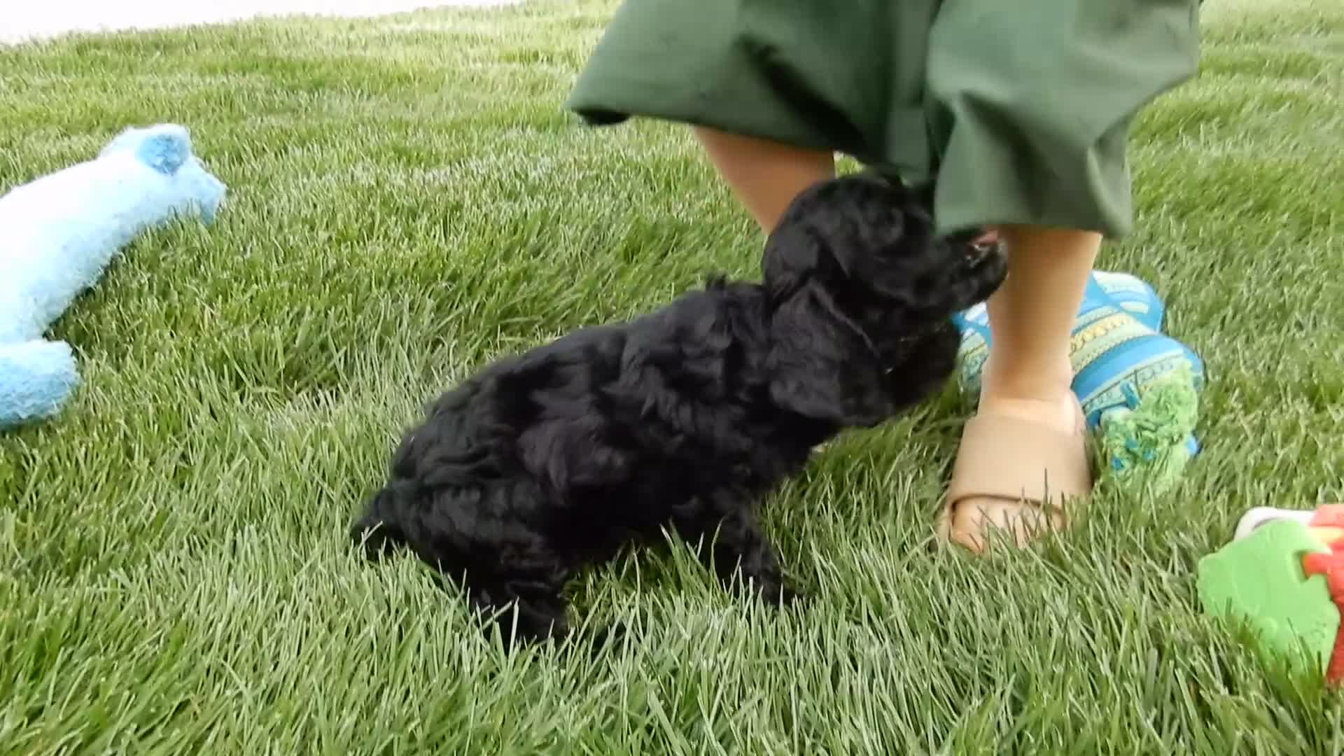 Cockapoo dogs for sale: Shadow - Video 1