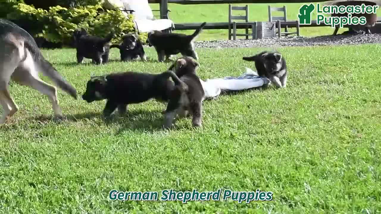 German Shepherd dogs for sale: Ringo - Video 1