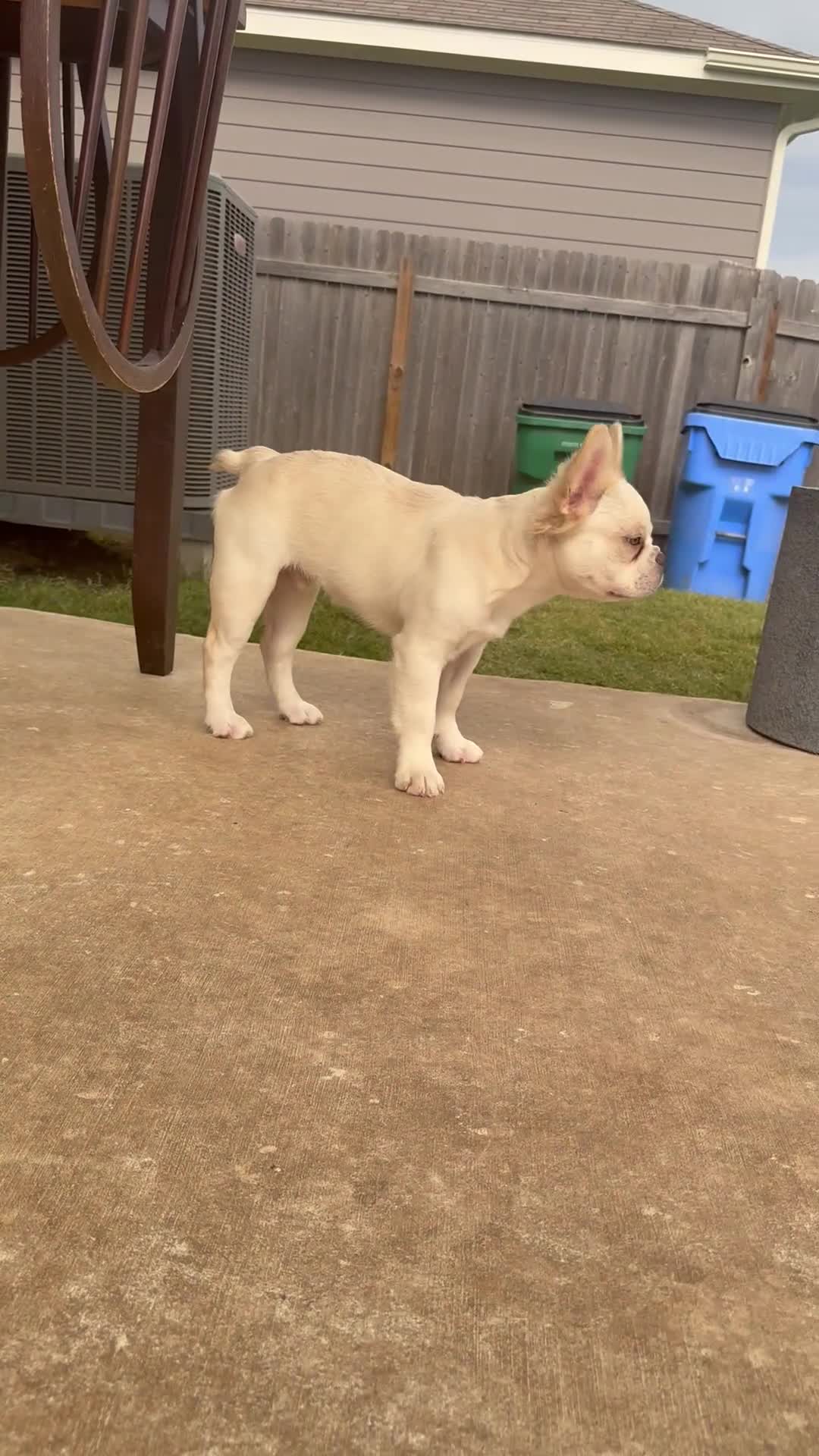 French Bulldog dogs for sale: Wham  - Video 1