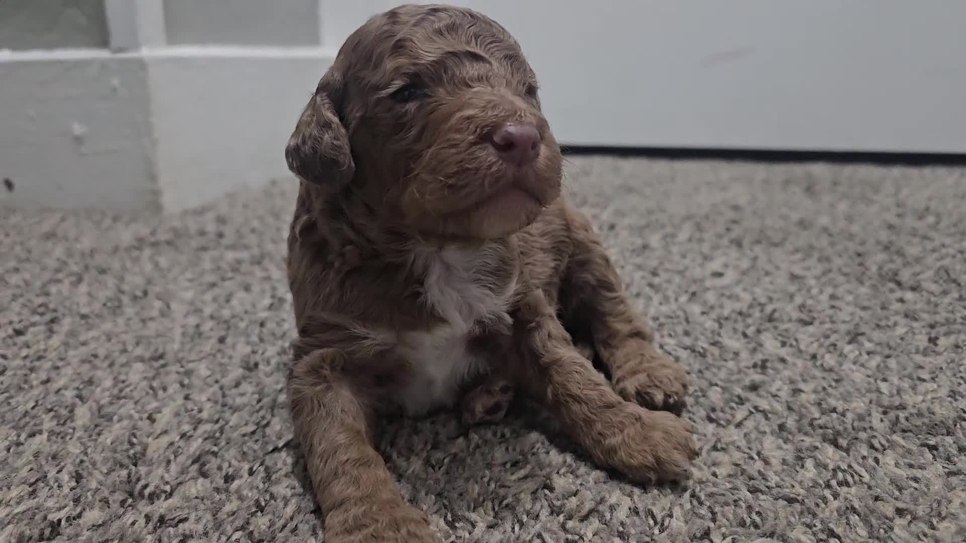 Standard Poodle dogs for sale: Dax - Video 1