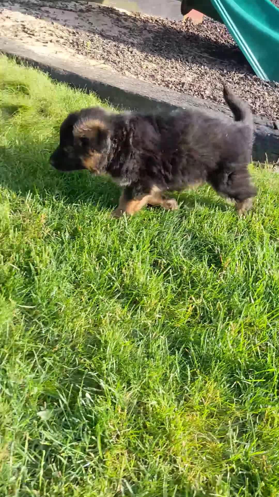 German Shepherd dogs for sale: German Shepherd Puppy 1 - Video 1