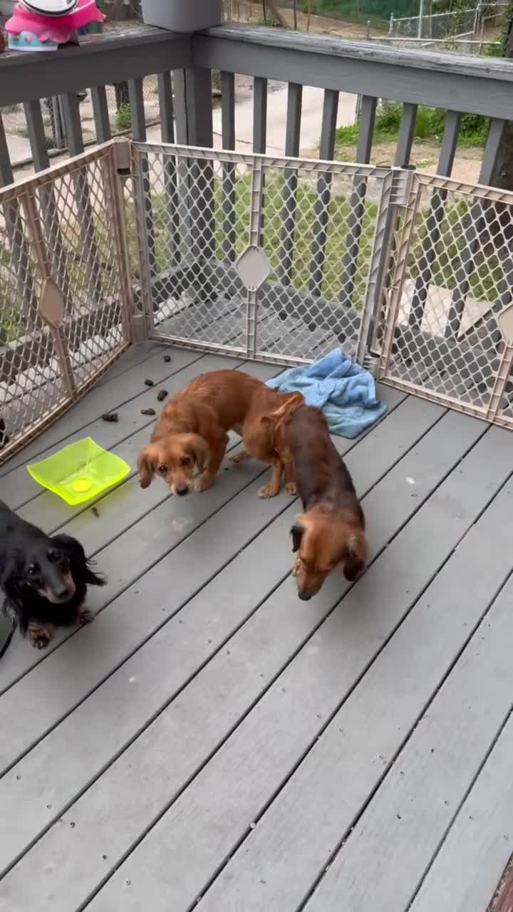 Mixed Breed dogs for sale: Pebbles 🪨  - Video 4