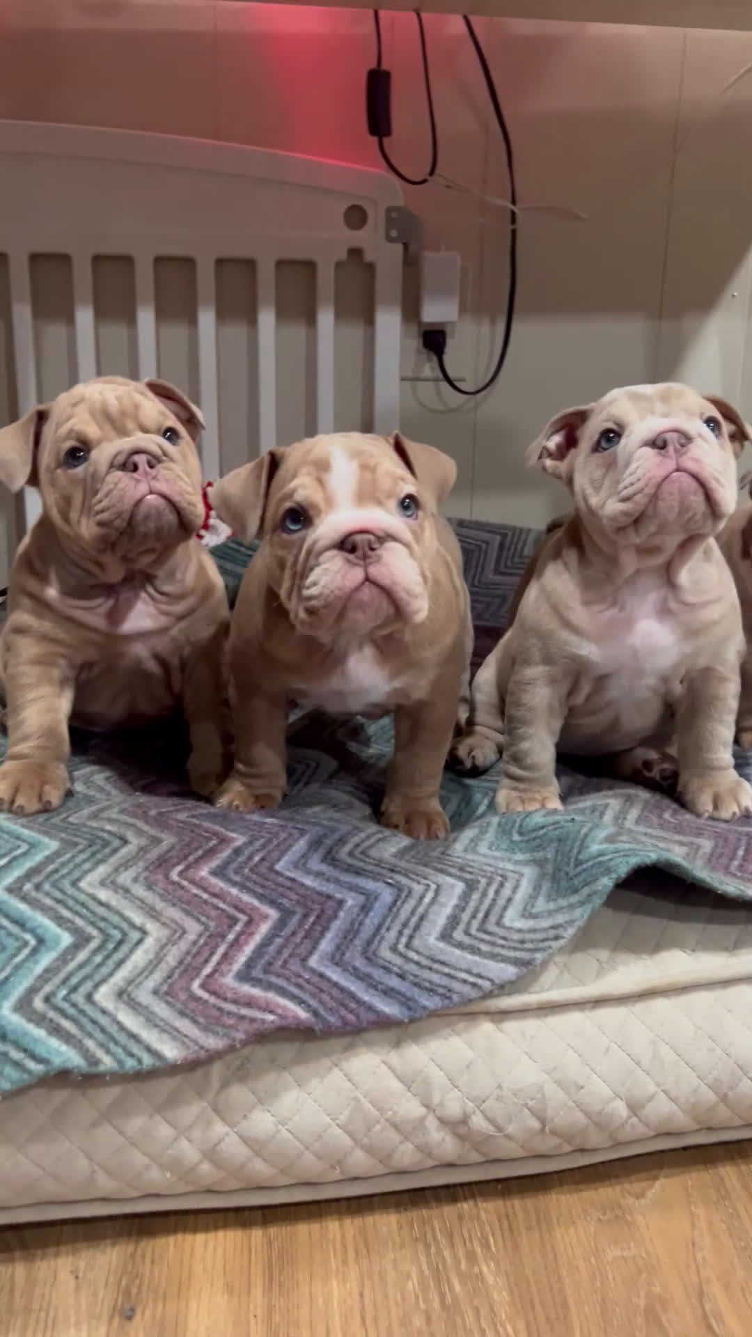 English Bulldog dogs for sale: Pretty baby  - Video 4