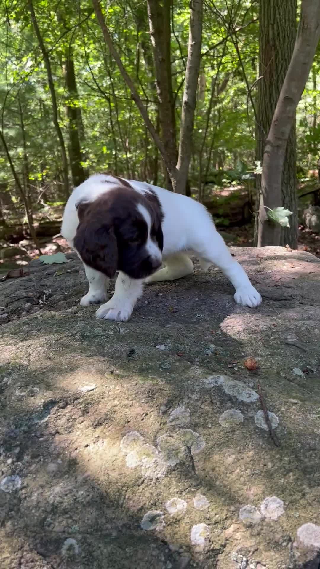 English Springer Spaniel dogs for sale: English Springer Spaniel 7 - Video 1