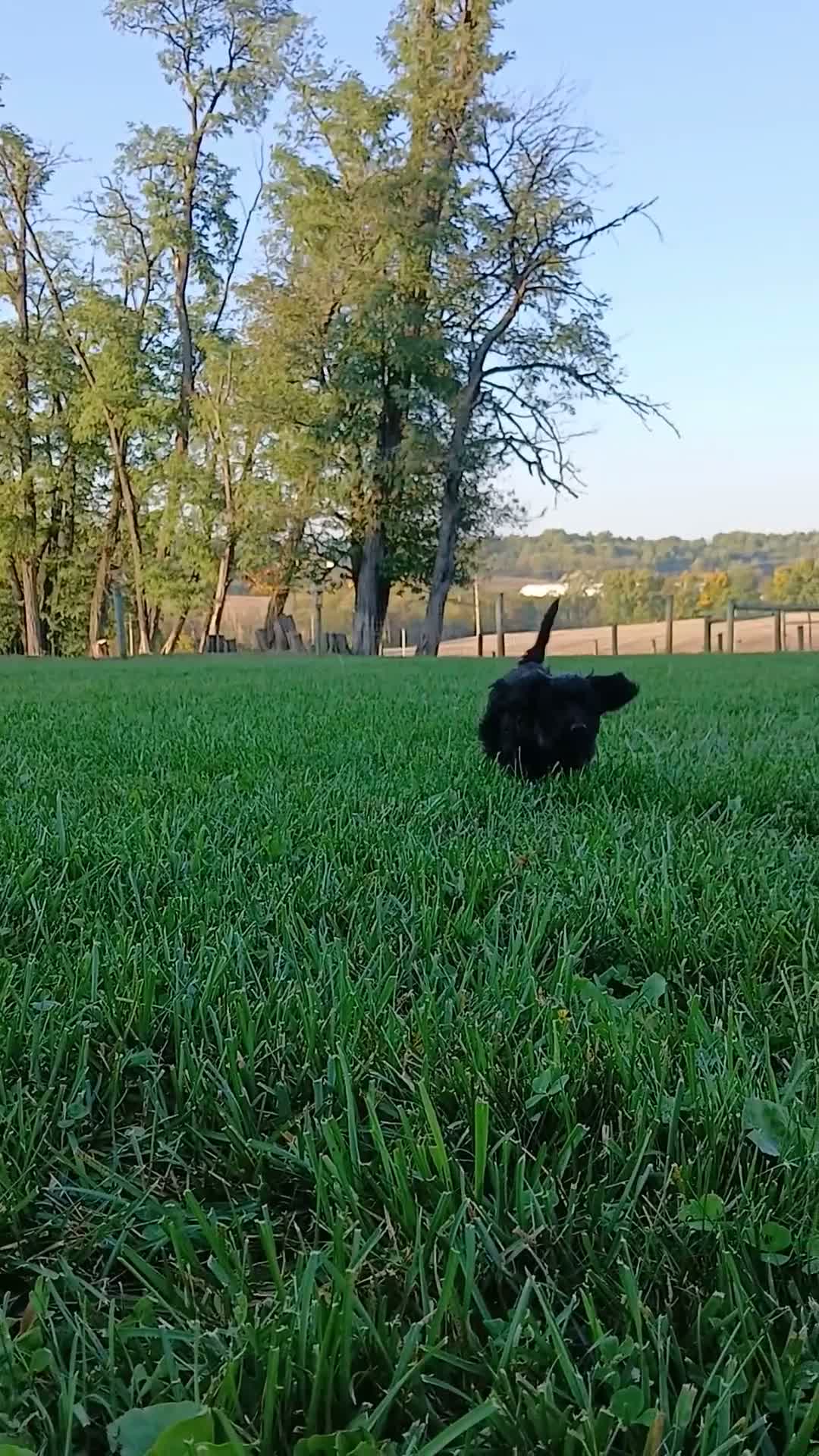 Yorkiepoo dogs for sale: Jet  - Video 2