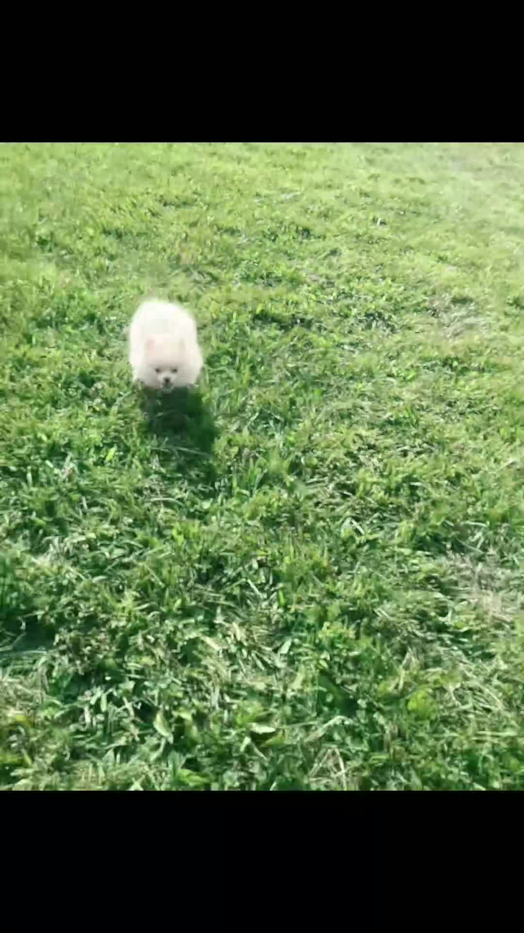 Pomeranian dogs for sale: Frost - Video 1