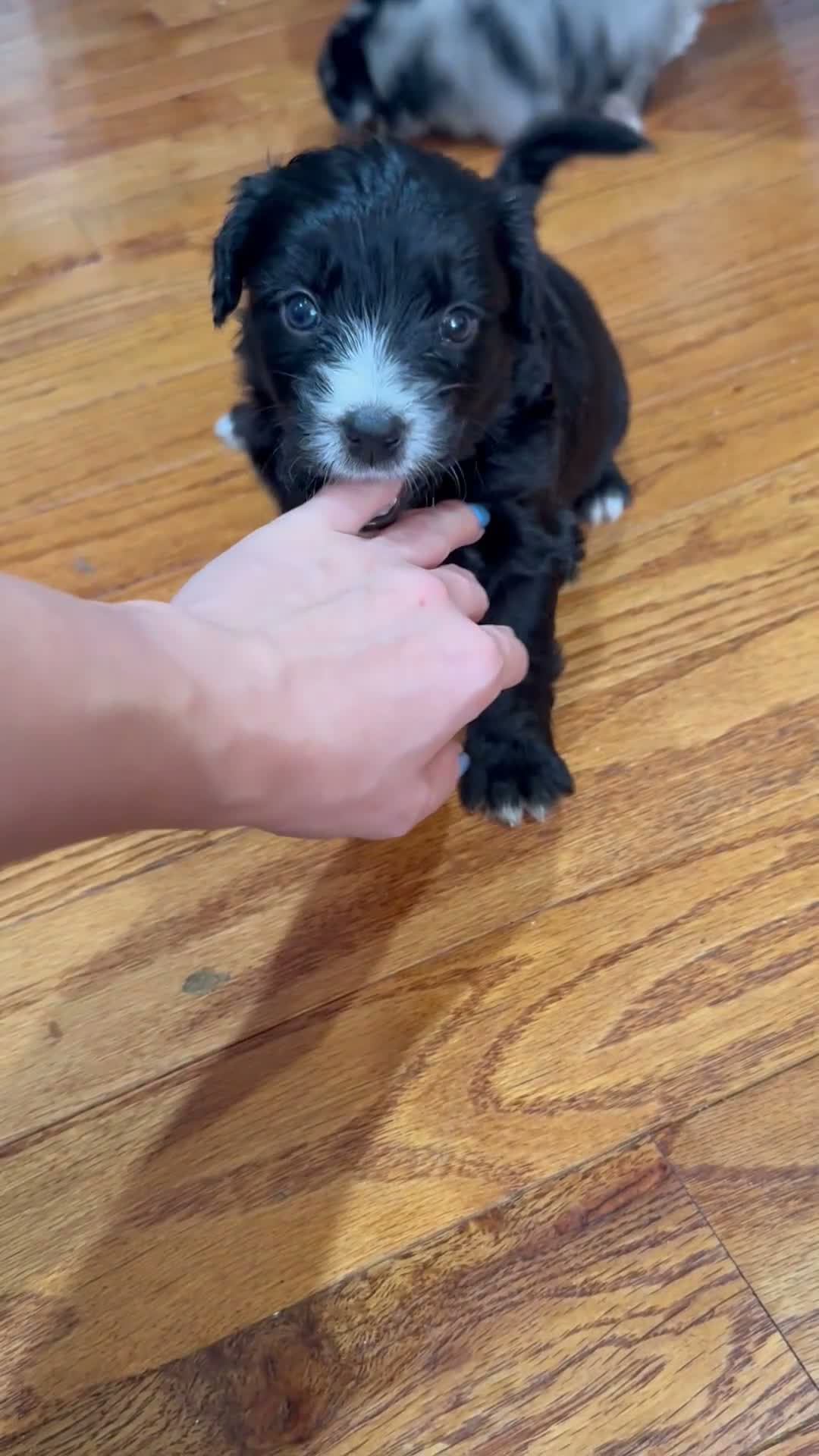 Mixed Breed dogs for sale: Panther  - Video 1