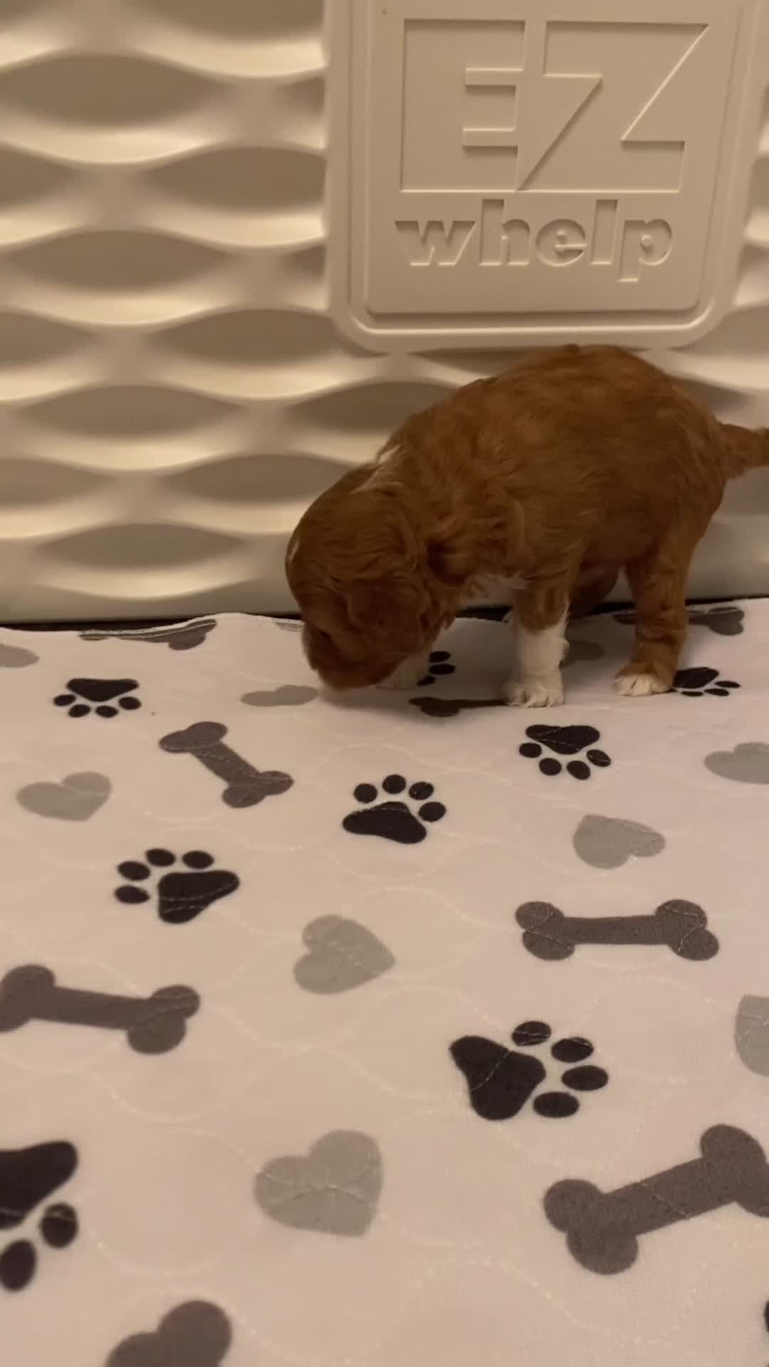 Mini Goldendoodle dogs for sale: Rocket - Video 1