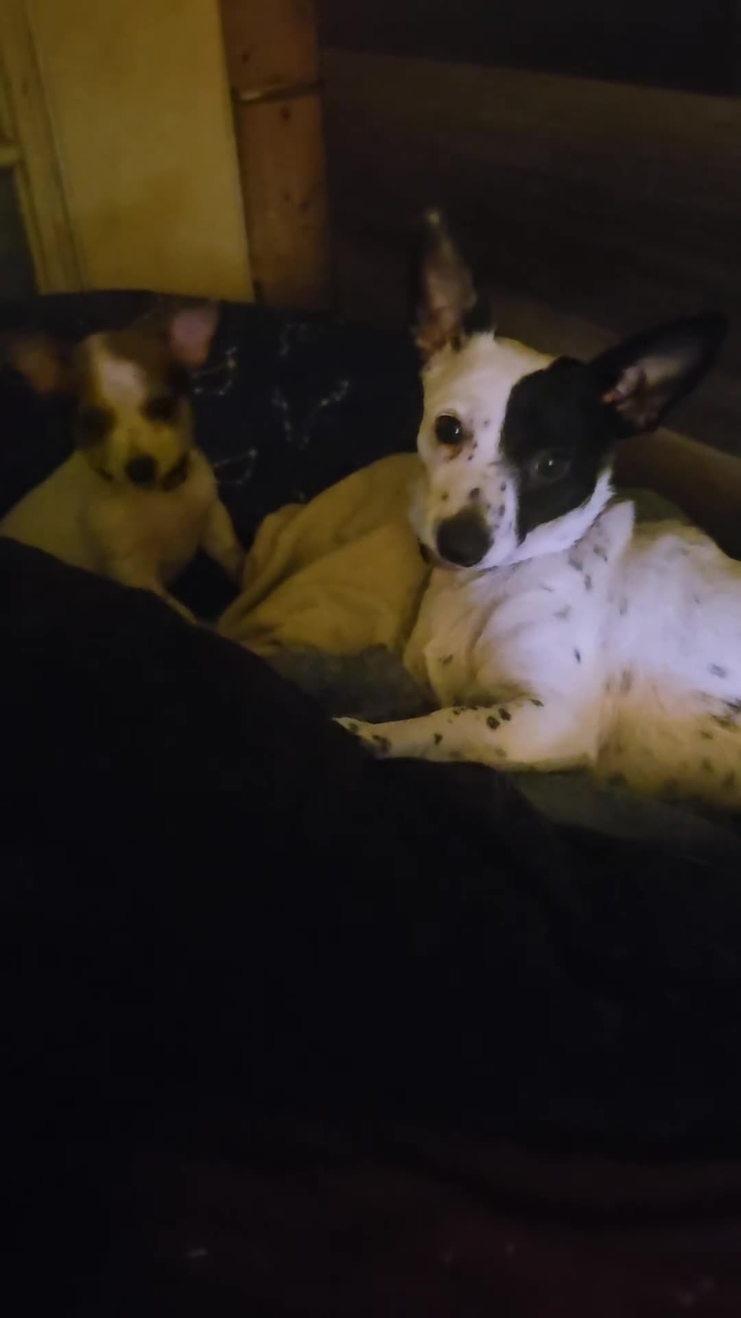 Chihuahua dogs for sale: Chihuahua Puppy 1 - Video 1