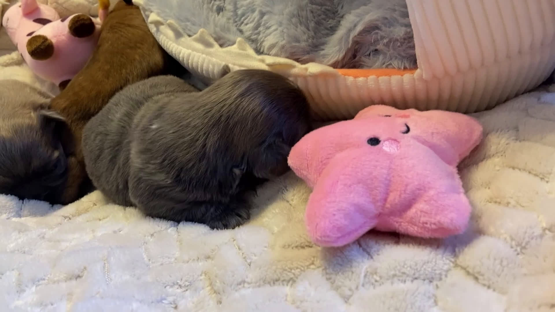 Shih Tzu dogs for sale: Shih Tzu Puppy 4 - Video 2