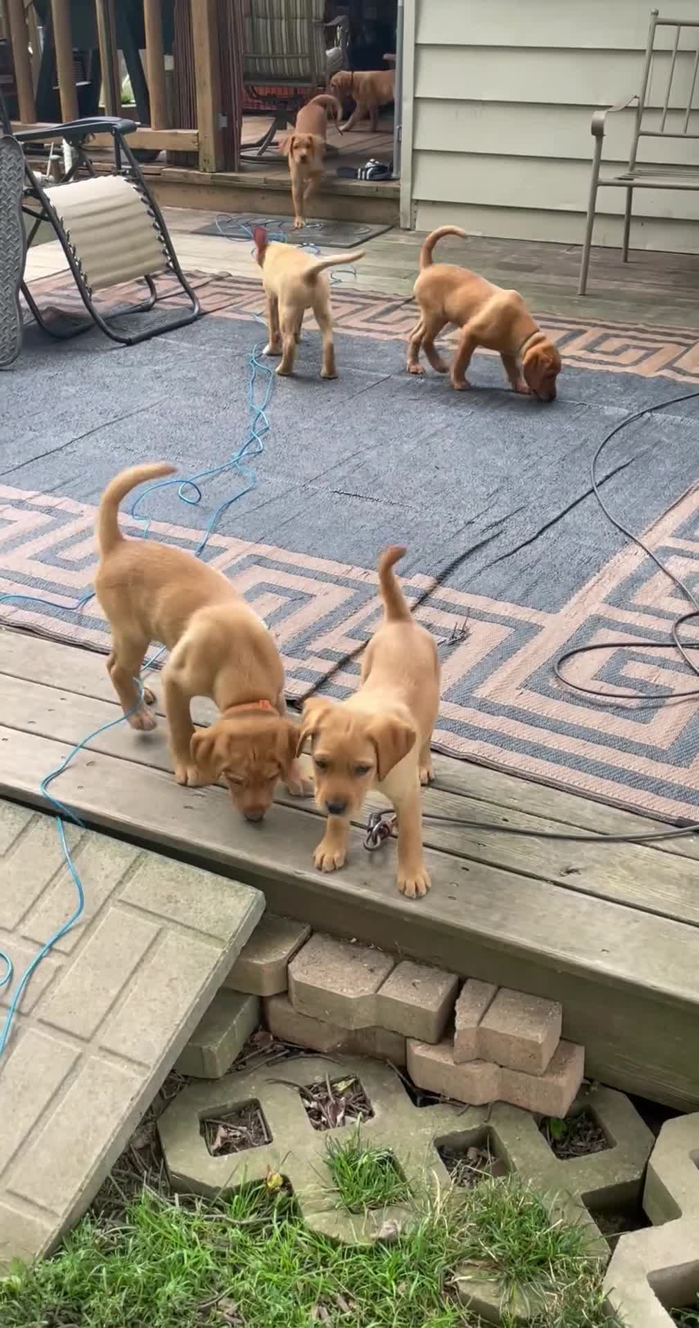 Labrador Retriever dogs for sale: Light green collar Yodi - Video 5
