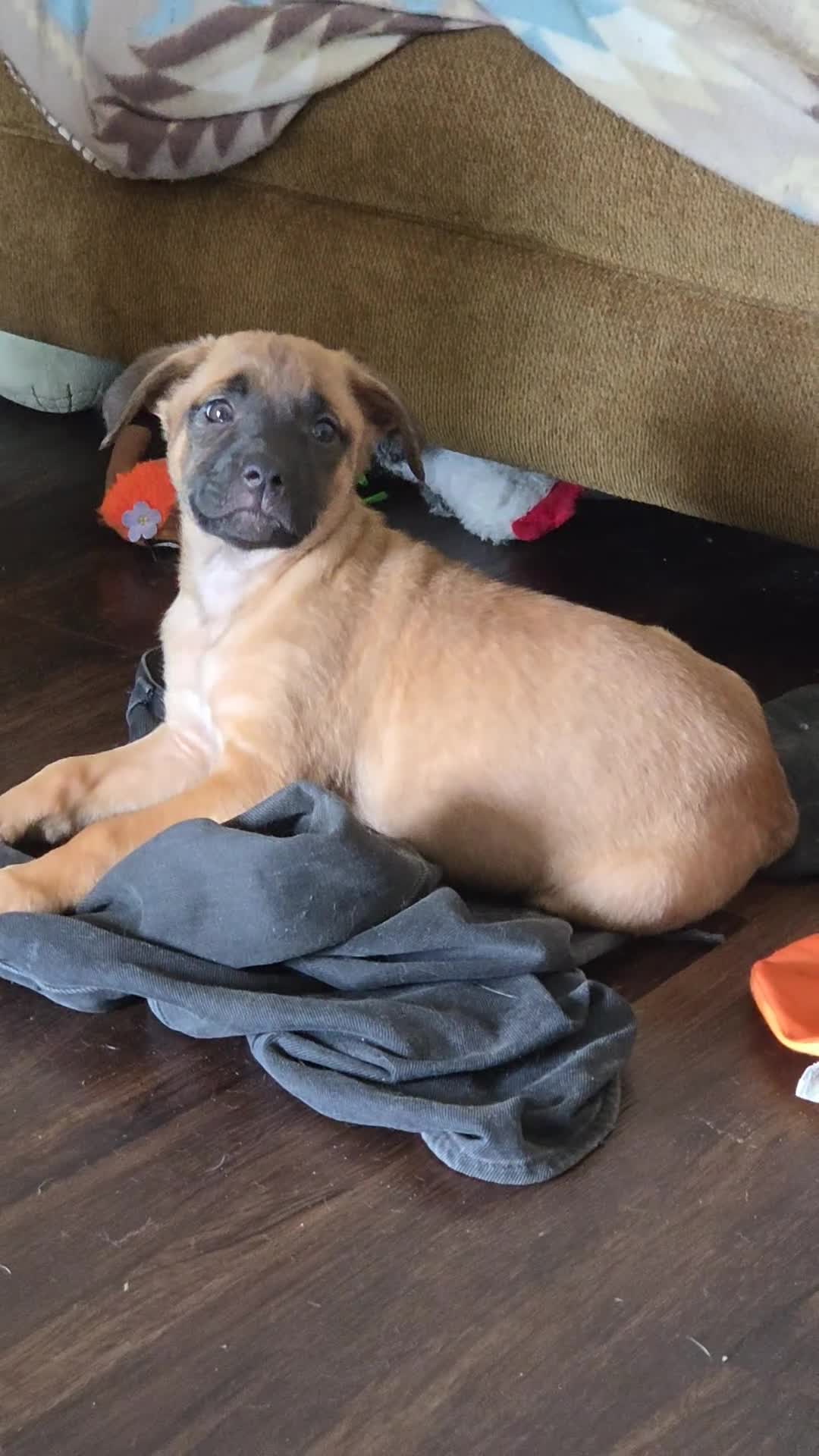 Mixed Breed dogs for sale: Koko - Video 1