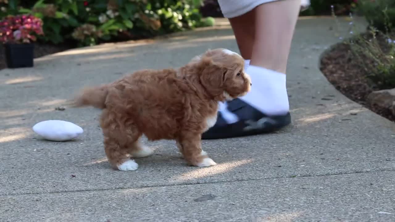 Cavapoo dogs for sale: Mason - Video 1