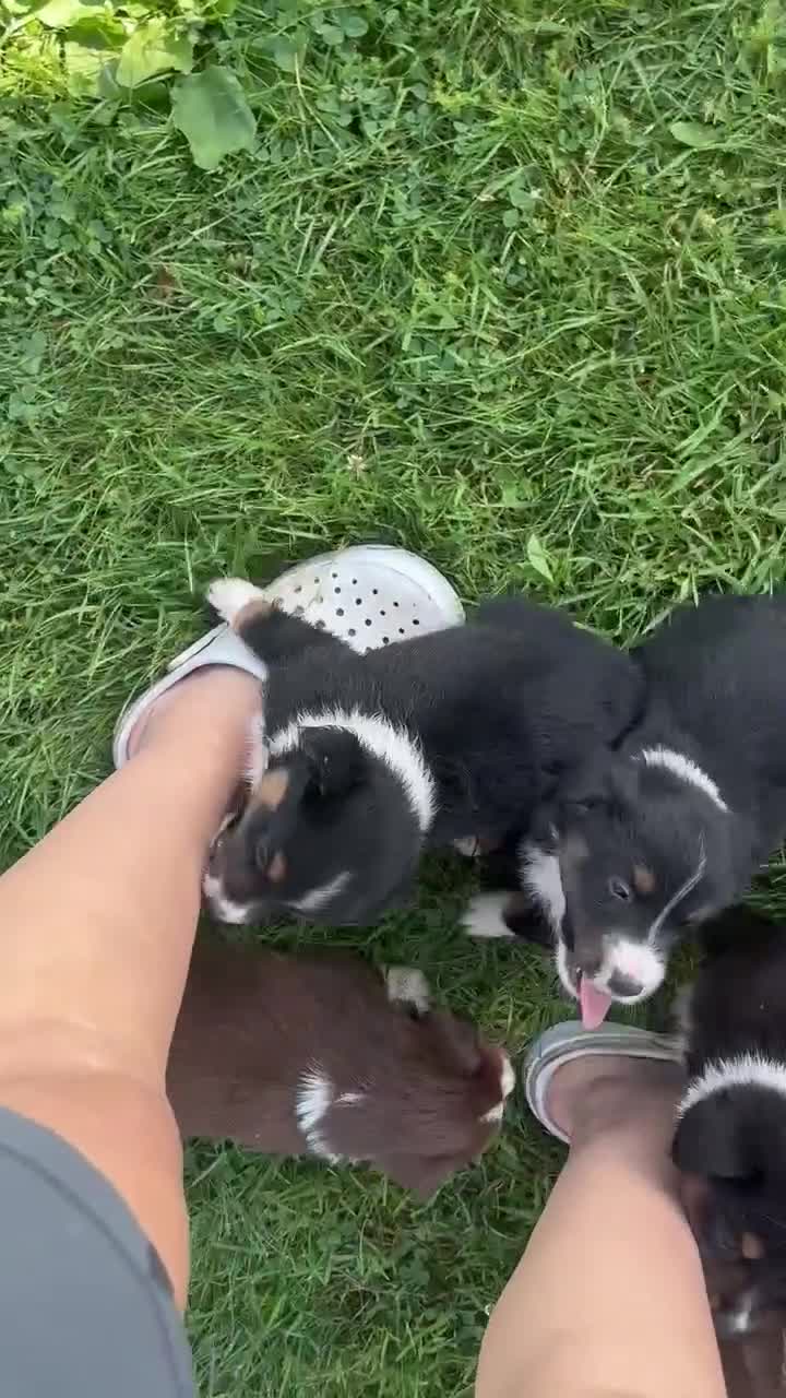 Miniature Australian Shepherd dogs for sale: #8 Black Tri Male - Video 2
