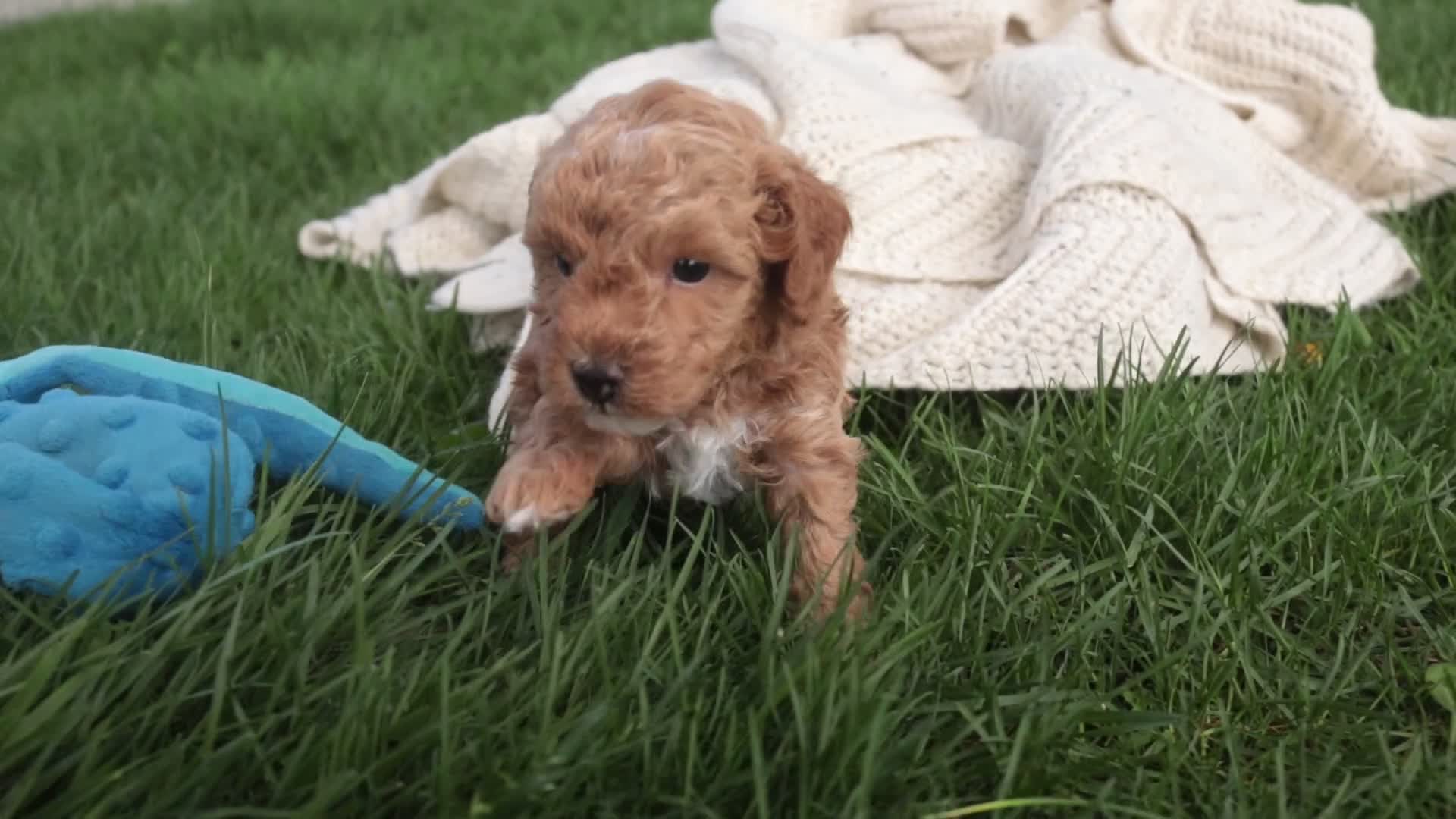 Miniature Poodle dogs for sale: Pedro - Video 1