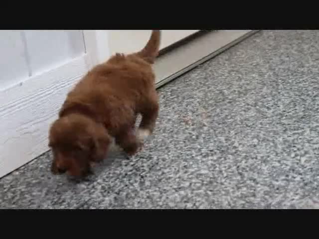 Mini Goldendoodle dogs for sale: Honey - Video 6