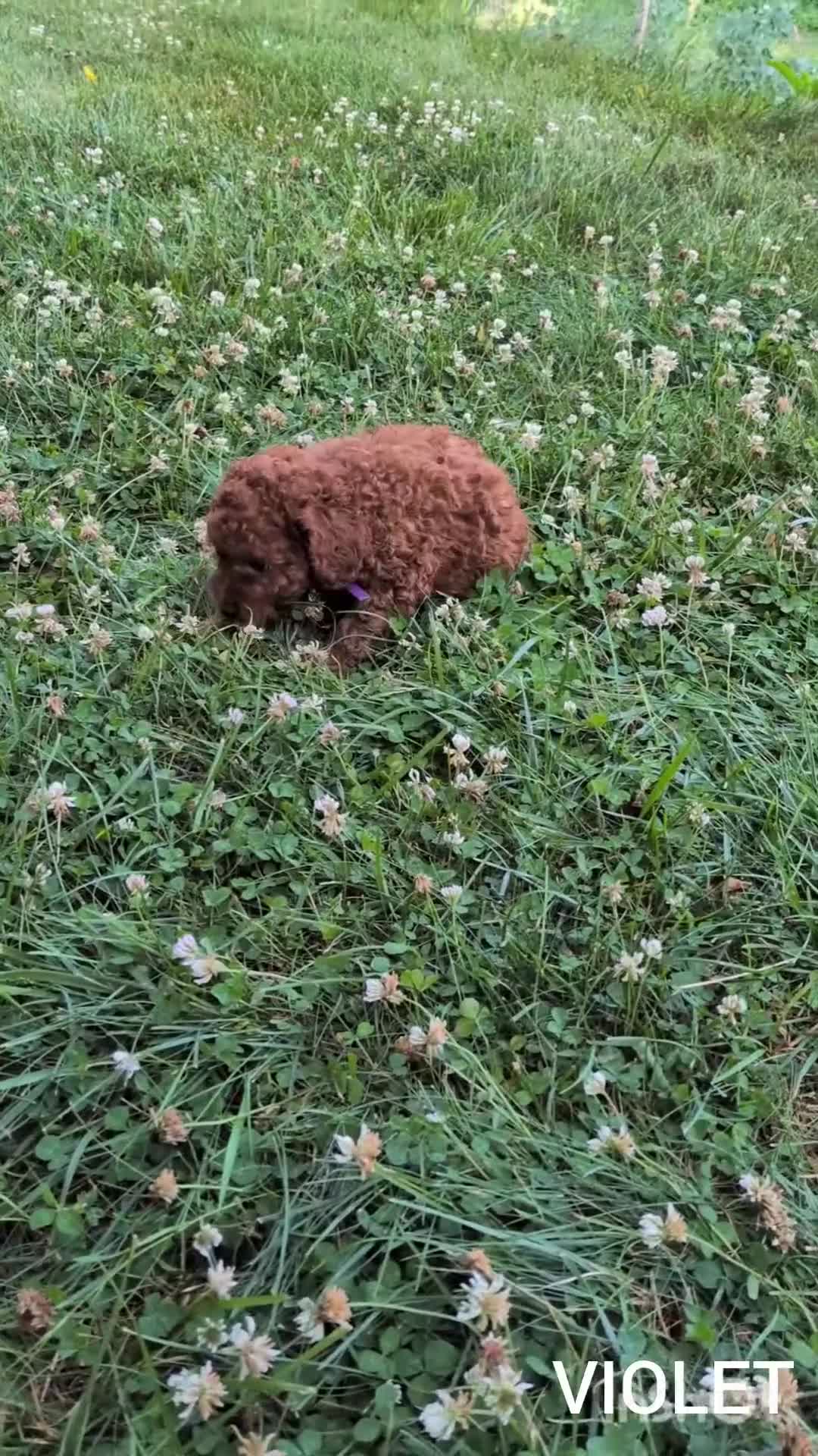 Cavapoo dogs for sale: Violet - Video 1