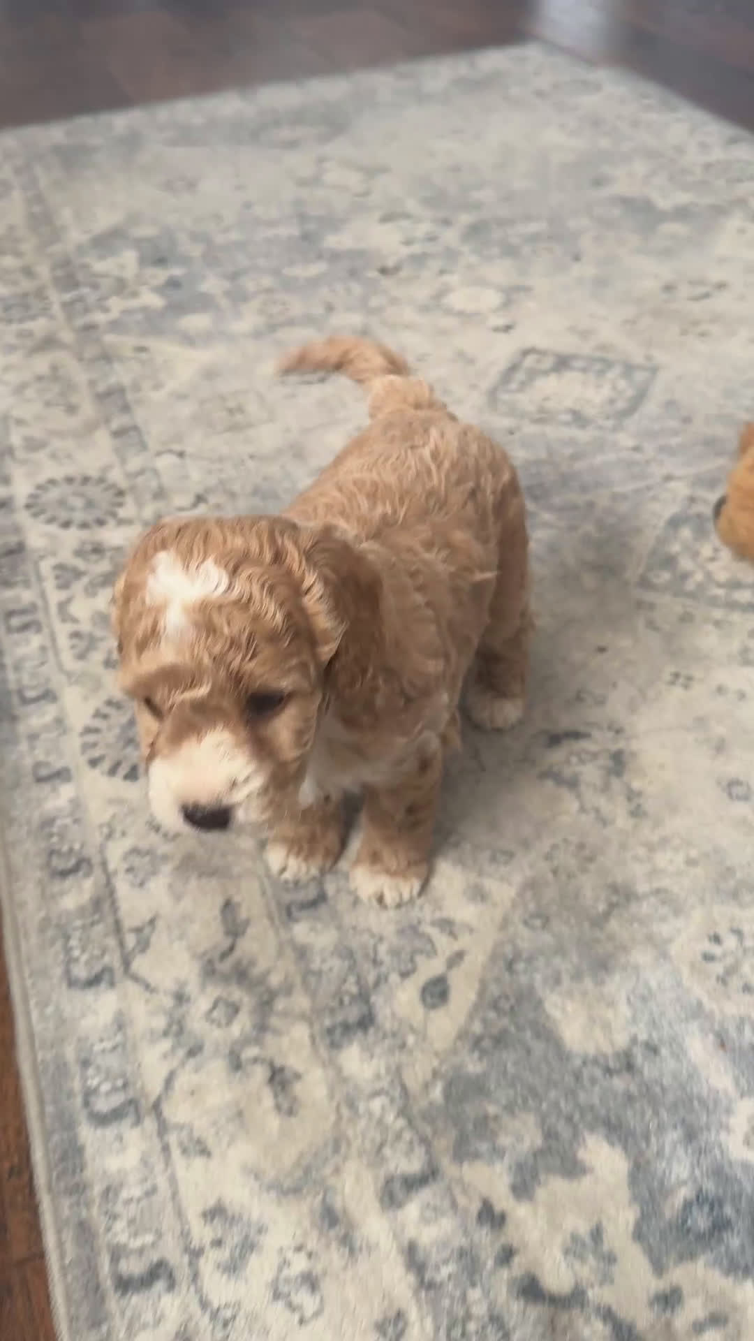 Goldendoodle dogs for sale: Will - Video 1