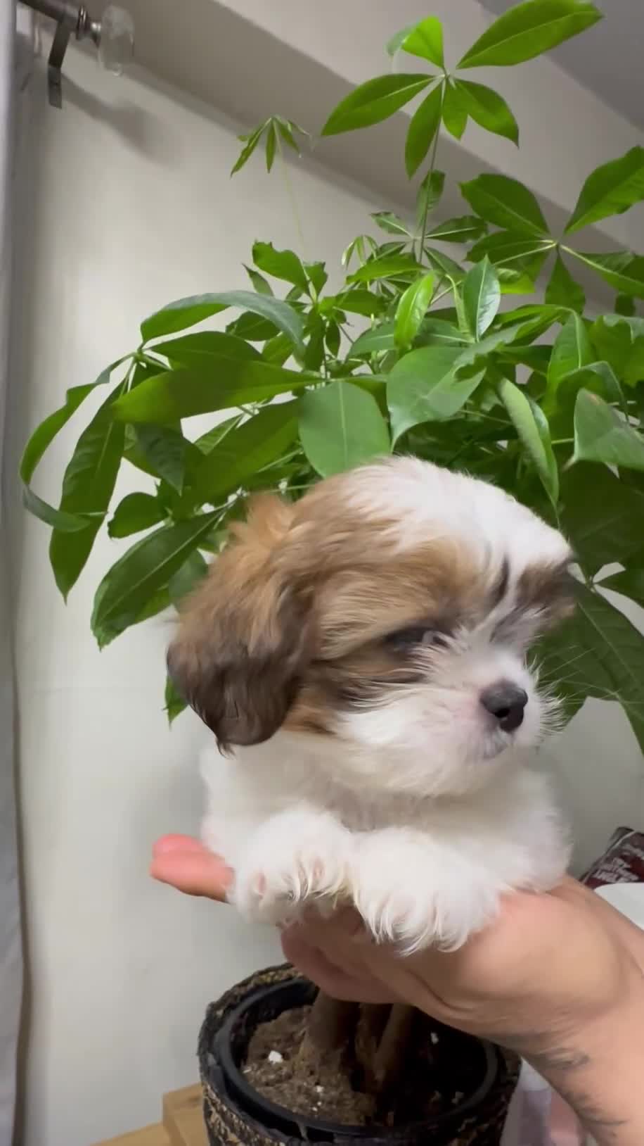 Shih Tzu dogs for sale: tyson - Video 1
