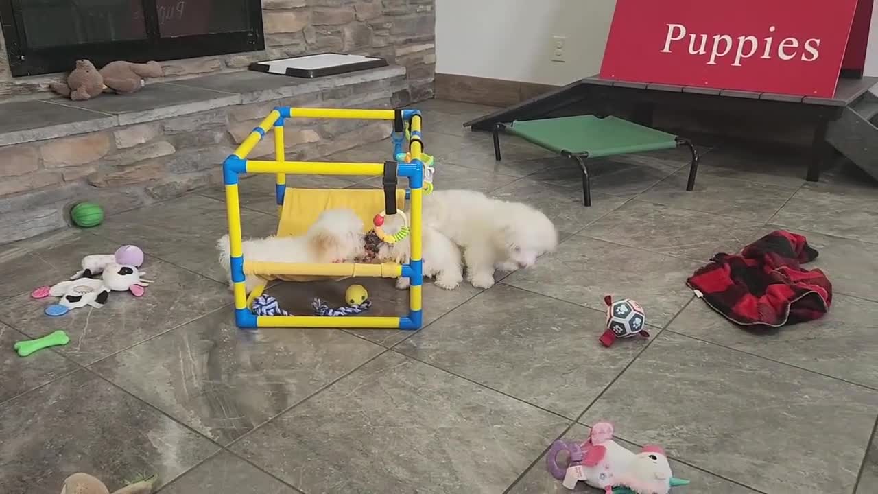 Havanese dogs for sale: FROSTING - Video 5
