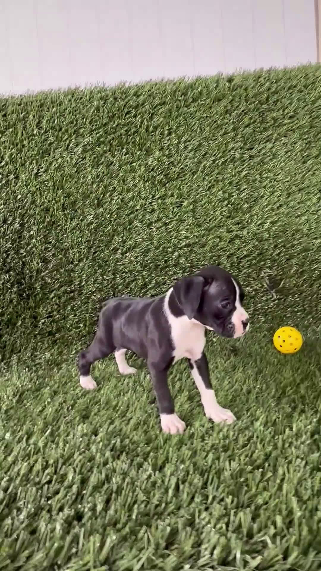 Boxer dogs for sale: Poppy - Video 1