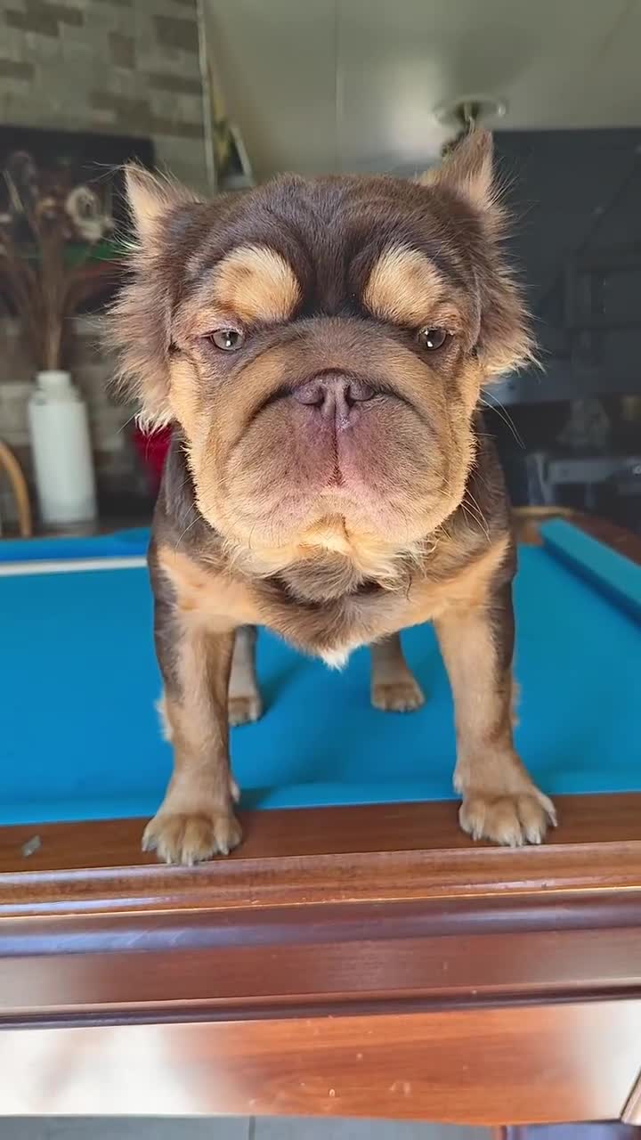 French Bulldog dogs for stud: Charlie Kirk  - Video 1
