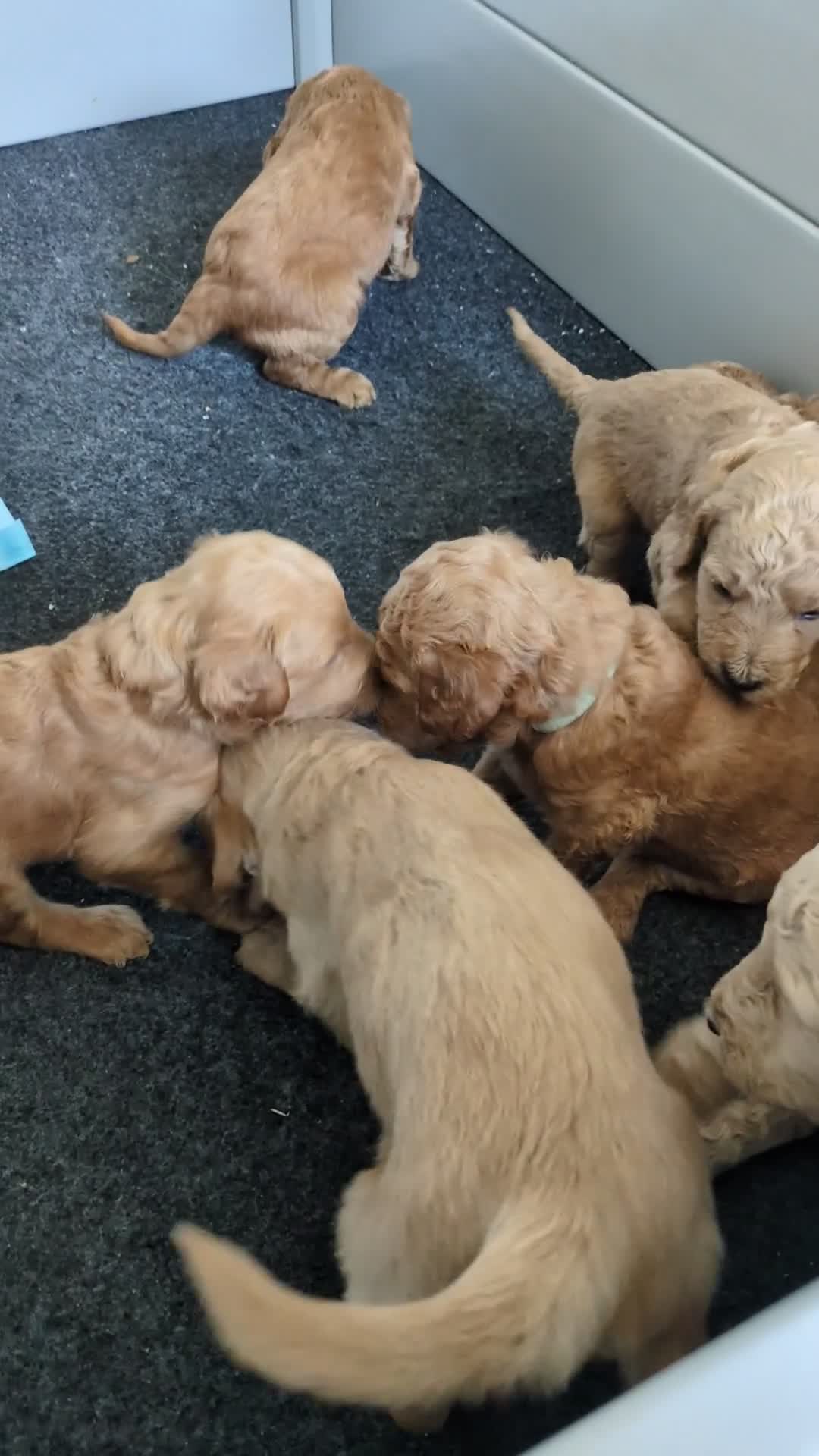 Goldendoodle dogs for sale: Petunia - Video 1
