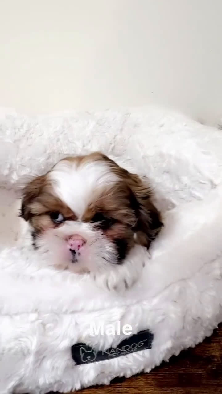 Shih Tzu dogs for sale: Jet  - Video 1