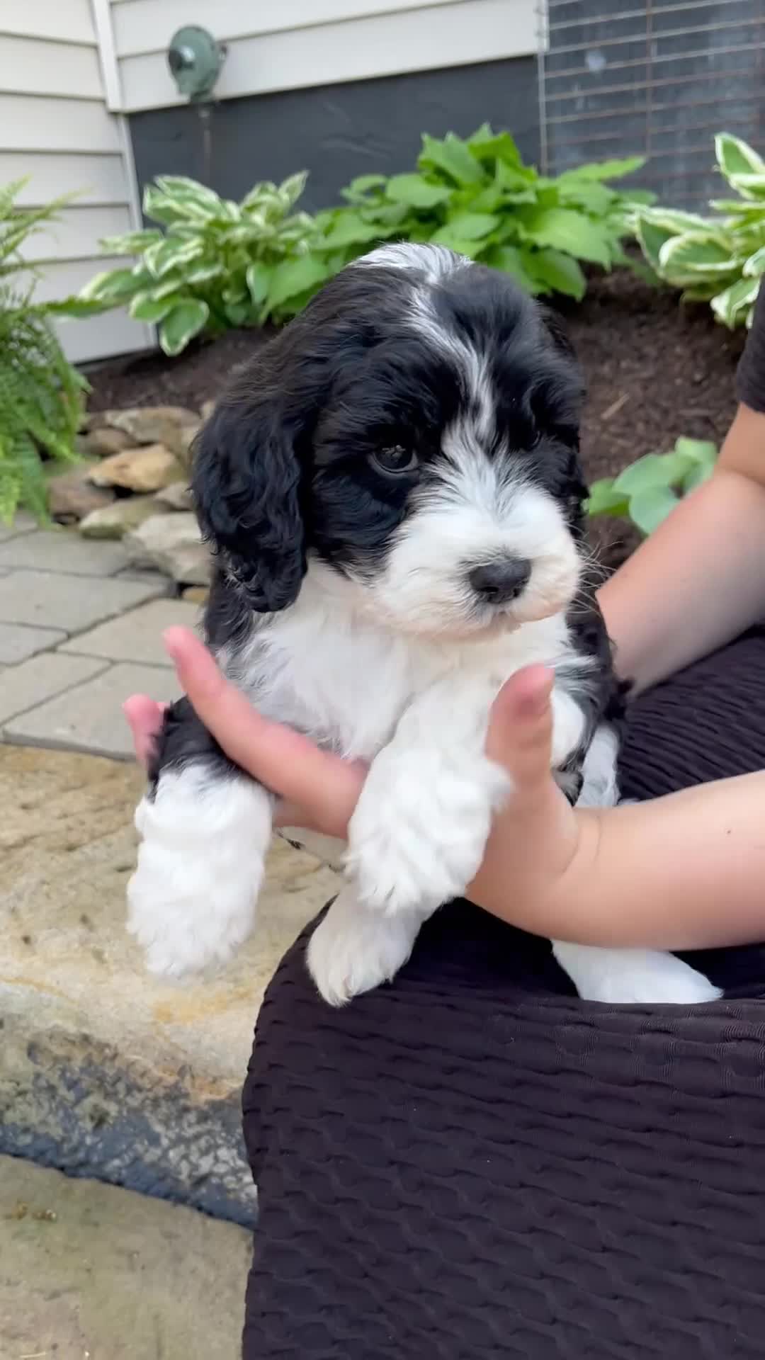 Mixed Breed dogs for sale: Flash - Video 1