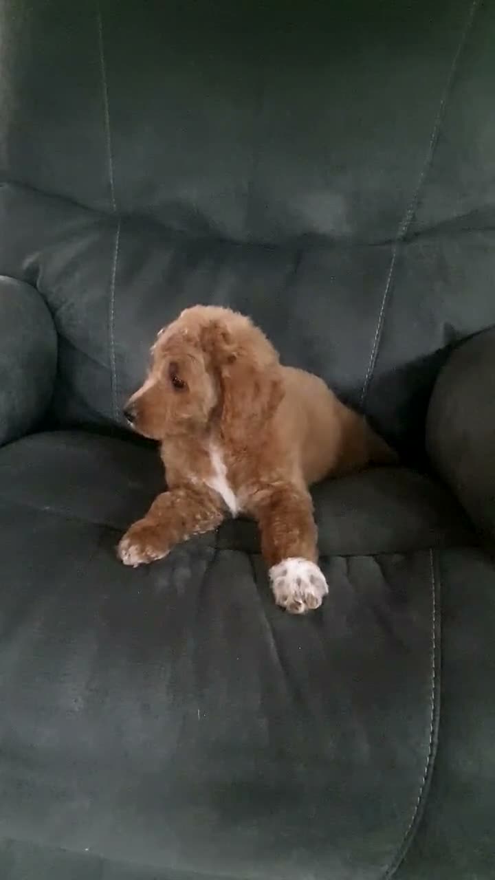 Mini Goldendoodle dogs for sale: Mini Goldendoodle 1 - Video 1