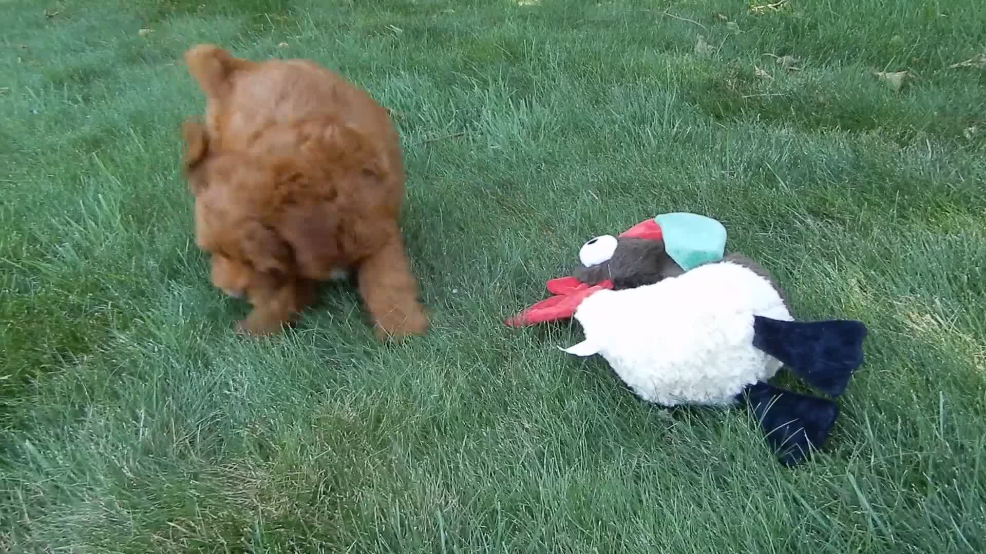Mini Goldendoodle dogs for sale: Lulu - Video 1
