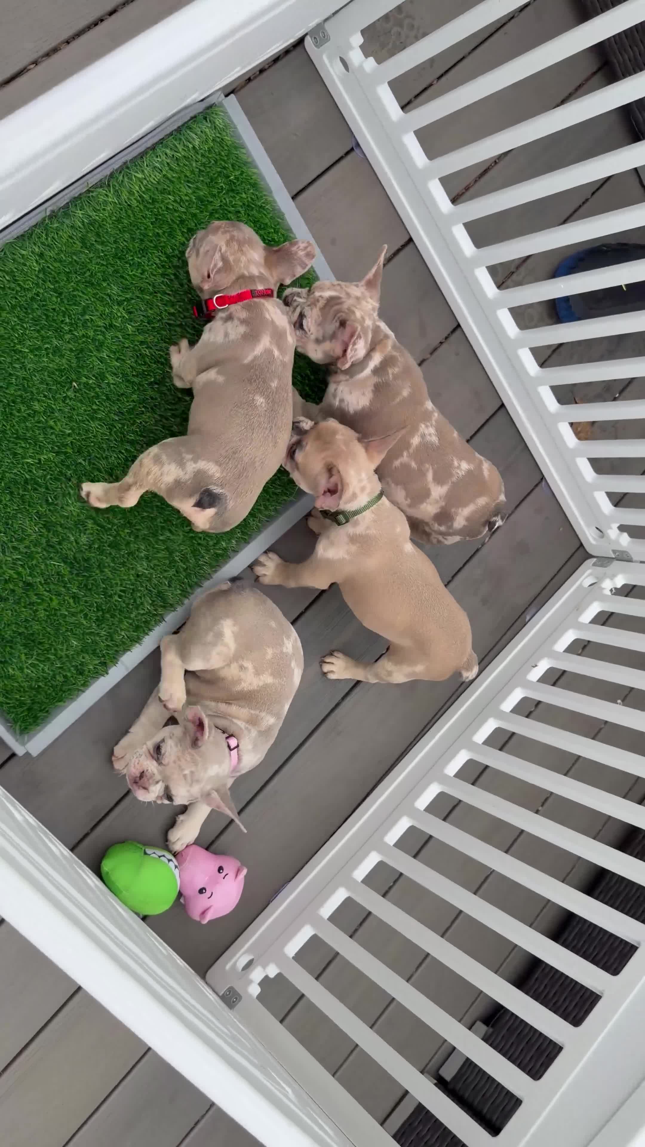 French Bulldog dogs for sale: French Bulldog 2 - Video 1