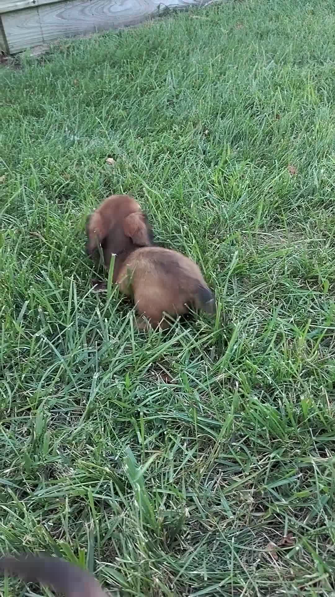 Miniature Dachshund dogs for sale: Miniature Dachshund 3 - Video 1