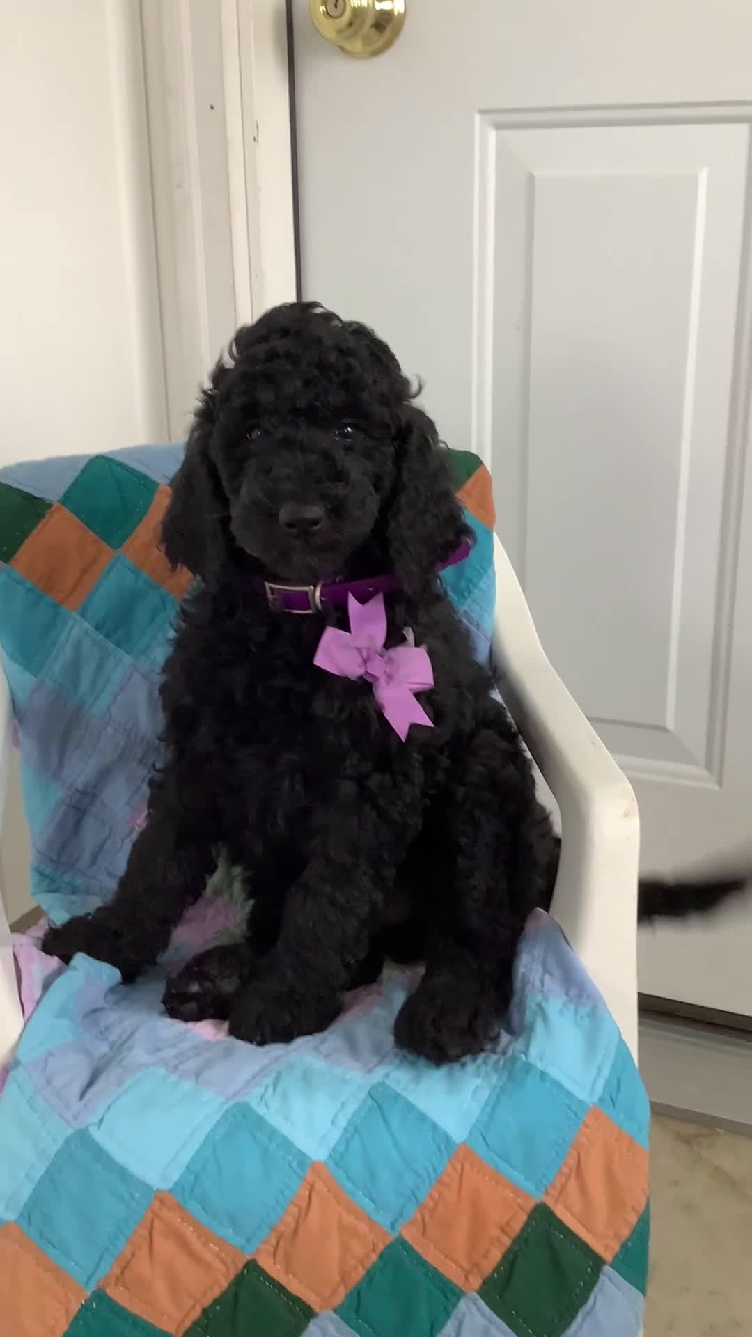 Goldendoodle dogs for sale: Goldendoodle Puppy 1 - Video 2