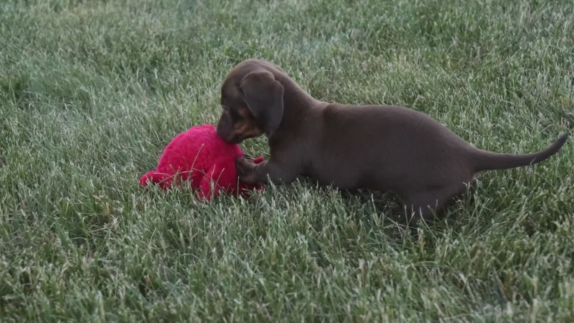 Dachshund dogs for sale: Americano - Video 1