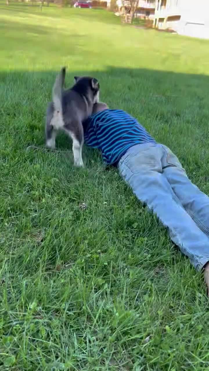 Pomsky dogs for sale: Carter - Video 1