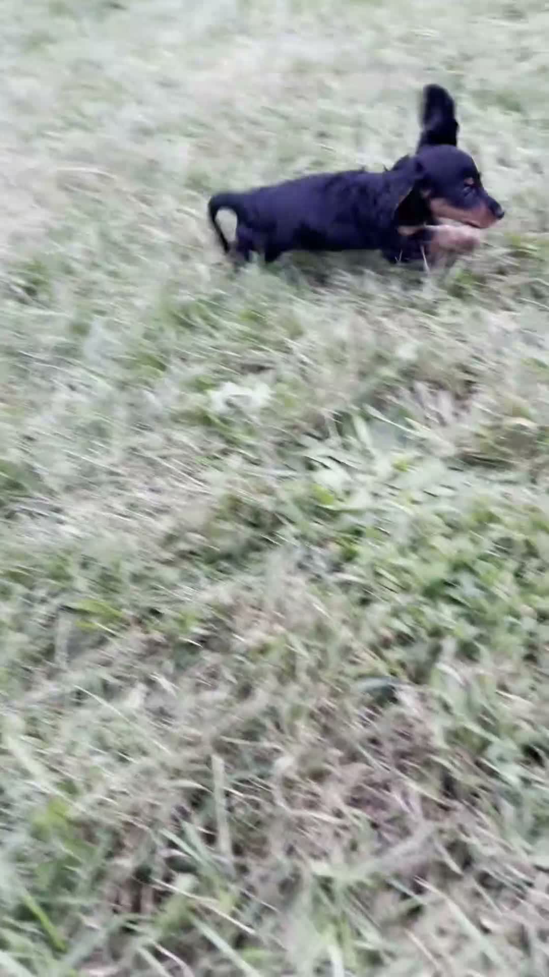 Miniature Dachshund dogs for sale: Black Betty - Video 1