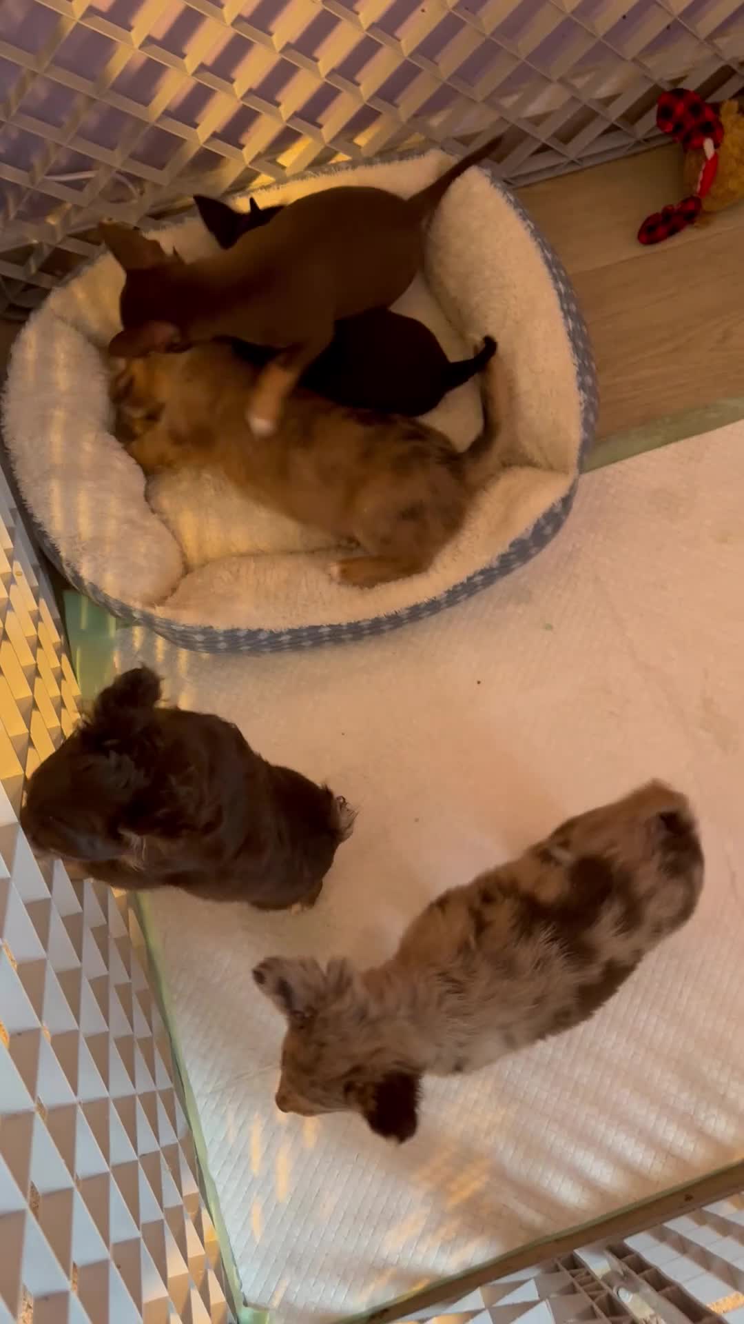 Chihuahua dogs for sale: Chihuahua 1 ready to go tomorrow  - Video 1