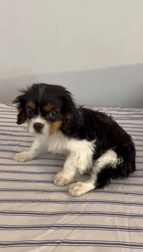 Cavalier King Charles Spaniel dogs for sale: Charles - Video 1