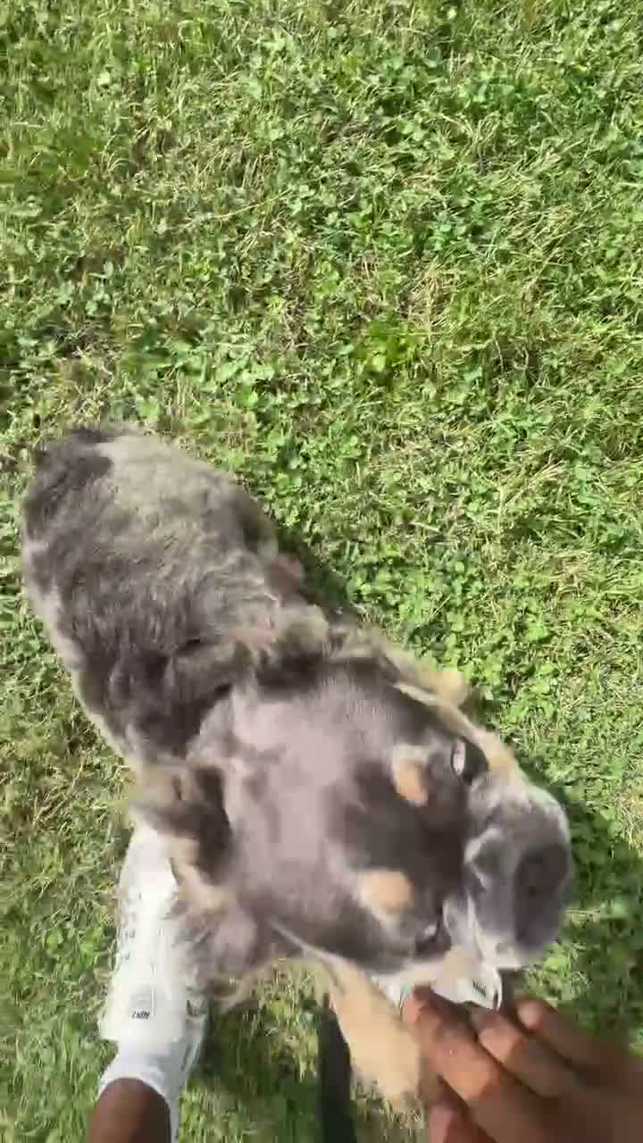 French Bulldog dogs for sale: Vanilla - Video 1