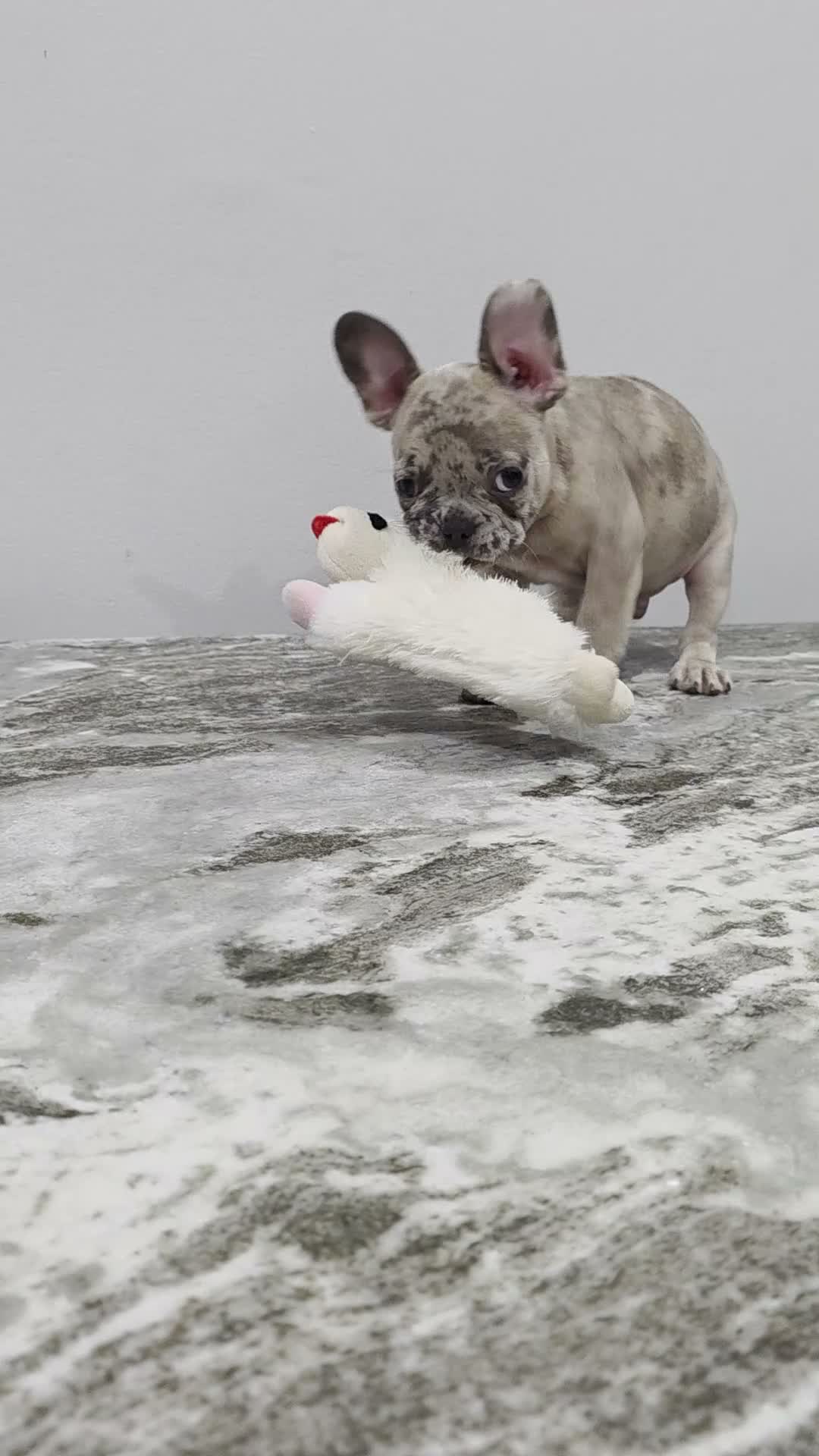 French Bulldog dogs for sale: Simon - Video 1