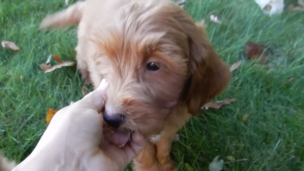 Mini Goldendoodle dogs for sale: Bingo - Video 1