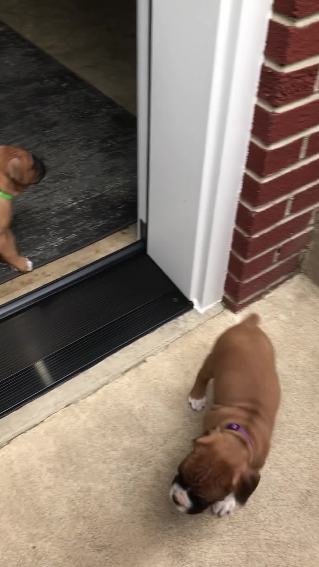 Boxer dogs for sale: Boxer Puppy 4 - Video 7