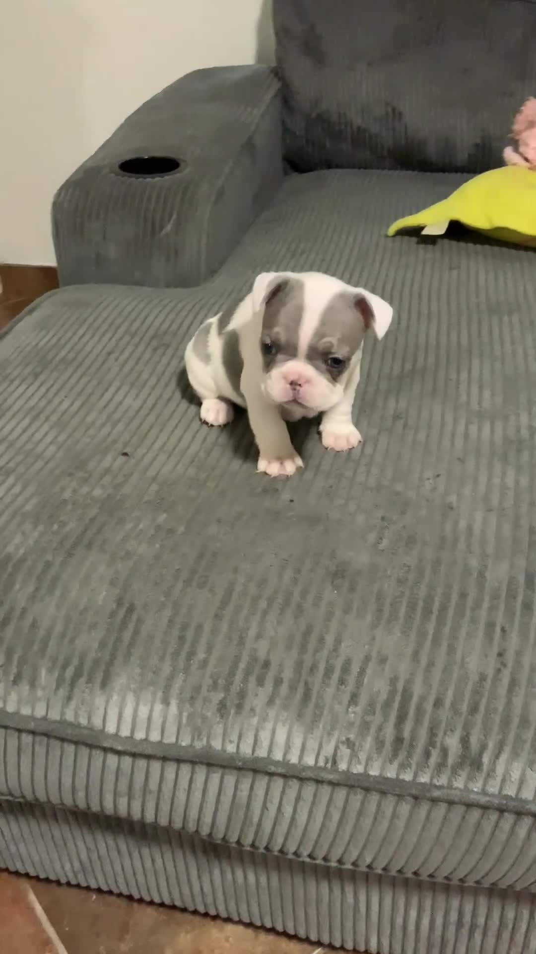 French Bulldog dogs for sale: French Bulldog Puppy 1 - Video 1