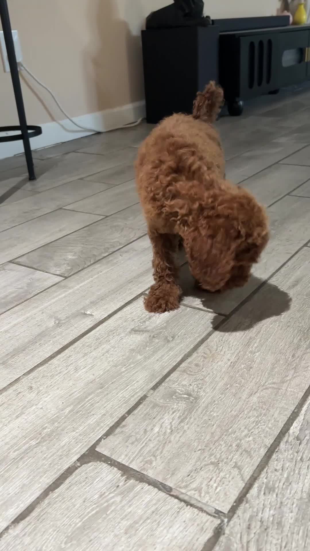 Standard Poodle dogs for sale: Duke - Video 1