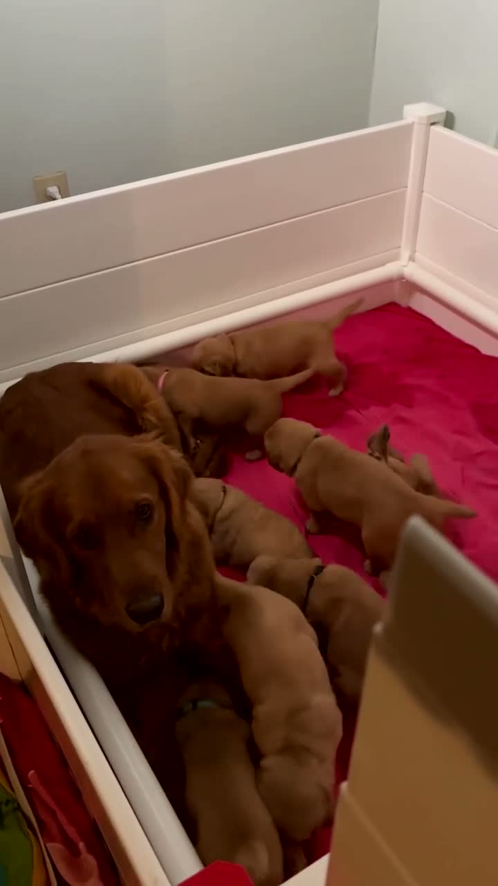 Golden Retriever dogs for sale: Miss Red - Video 1